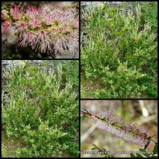 Bottlebrush Father Christmas x 1 Plant Native Plants Hardy Red Lemon Cream Flowering Shrubs Xmas Callistemon pallidus